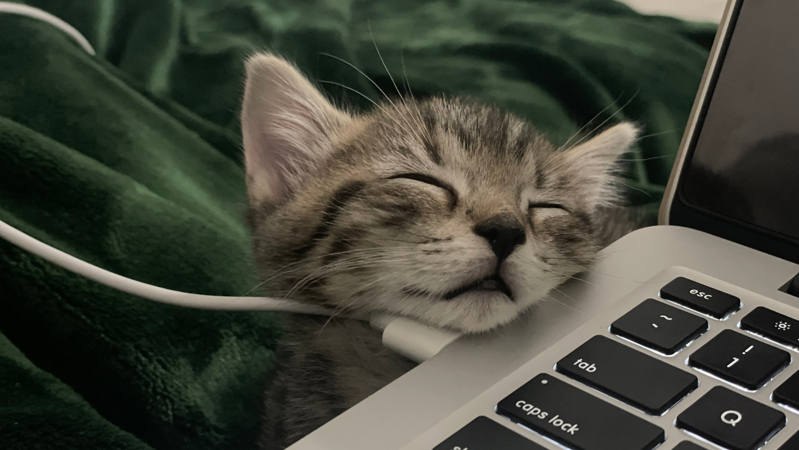 Cat on Laptop